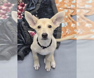 Labrador Retriever-Unknown Mix Dogs for adoption in Fremont, CA, USA