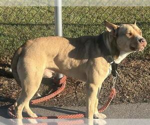American Pit Bull Terrier-Siberian Husky Mix Dogs for adoption in Houston, TX, USA
