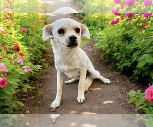 Chihuahua Dogs for adoption in Menifee, CA, USA