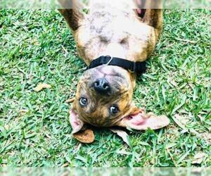 American Bulldog-Chinese Shar-Pei Mix Dogs for adoption in Alva, FL, USA