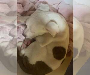 American Pit Bull Terrier-Unknown Mix Dogs for adoption in Sparta, TN, USA