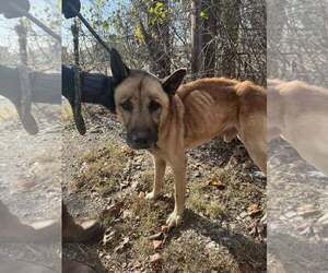 German Shepherd Dog-Unknown Mix Dogs for adoption in Rowlett, TX, USA