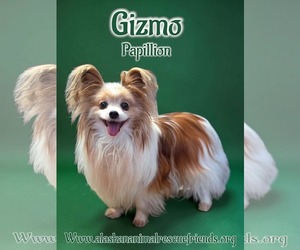 Papillon Dogs for adoption in Anchorage, AK, USA