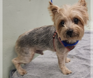 Mutt Dogs for adoption in Spring, TX, USA