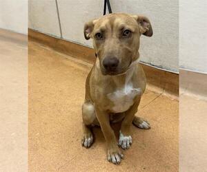 American Pit Bull Terrier-Unknown Mix Dogs for adoption in Martinez, CA, USA