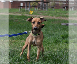 Mutt Dogs for adoption in Bridgewater, NJ, USA