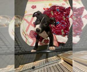 American Pit Bull Terrier-Unknown Mix Dogs for adoption in Zionsville, IN, USA