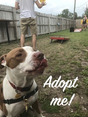 American Bulldog Dogs for adoption in DeLand, FL, USA
