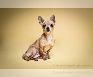 Chihuahua Dogs for adoption in Corona, CA, USA