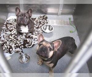 French Bulldog Dogs for adoption in Orange, CA, USA