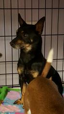Chiweenie Dogs for adoption in Gloversville, NY, USA