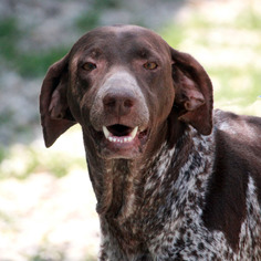 German Shorthaired Pointer Dogs for adoption in Waco, TX, USA