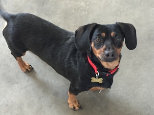 Dachshund Dogs for adoption in Lancaster, CA, USA