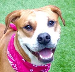 Bulloxer Dogs for adoption in Ridgefield, CT, USA