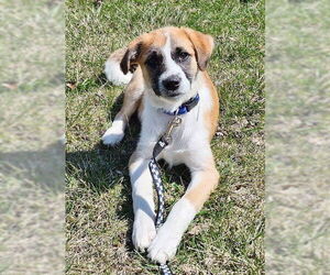 Australian Shepherd-Unknown Mix Dogs for adoption in Genesee, WI, USA
