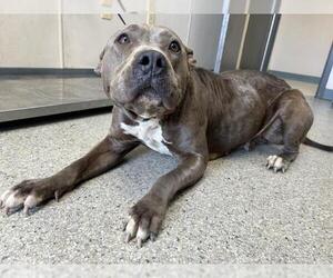 American Pit Bull Terrier-Unknown Mix Dogs for adoption in Visalia, CA, USA