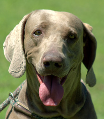 Weimaraner Dogs for adoption in Sparta, TN, USA