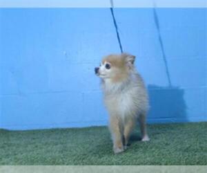 Pomeranian Dogs for adoption in Orlando, FL, USA