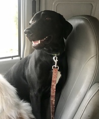 Doberman Pinscher-Labrador Retriever Mix Dogs for adoption in Redding CA, CA, USA