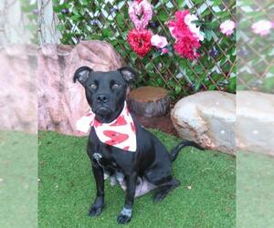 American Pit Bull Terrier-Unknown Mix Dogs for adoption in Oklahoma City, OK, USA