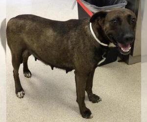 Mutt Dogs for adoption in Riverside, CA, USA