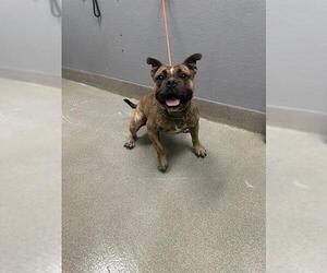 Bulldog-Unknown Mix Dogs for adoption in Las Vegas, NV, USA