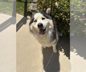 - Mix Dogs for adoption in Chula Vista, CA, USA