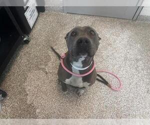 Mutt Dogs for adoption in Pueblo, CO, USA