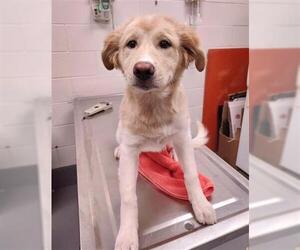 Akita-Border Collie Mix Dogs for adoption in Peoria, IL, USA