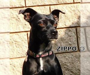 Italian Greyhound Dogs for adoption in Lindsay, CA, USA