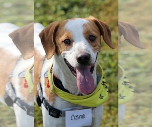Small Beagle-Parson Russell Terrier Mix