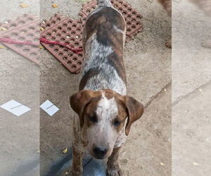 Coonhound Dogs for adoption in Chama, NM, USA