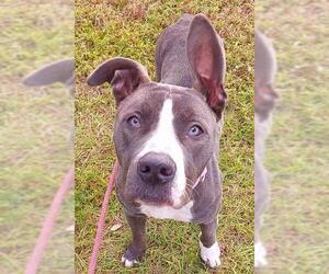 American Staffordshire Terrier Dogs for adoption in Fort Lauderdale, FL, USA