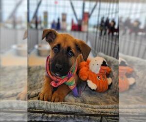 Labrador Retriever-Unknown Mix Dogs for adoption in Conroe, TX, USA