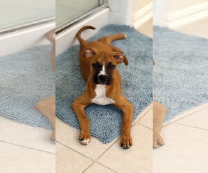 Boxer-Unknown Mix Dogs for adoption in  Katy, TX, USA