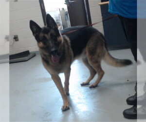 German Shepherd Dog Dogs for adoption in Fayetteville, NC, USA