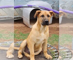 Small German Shepherd Dog-Great Pyrenees Mix