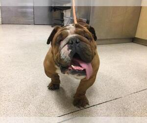 Bulldog Dogs for adoption in Riverside, CA, USA