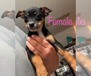 Miniature Pinscher-Unknown Mix Dogs for adoption in Brooksville, FL, USA
