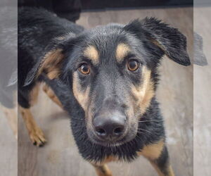 German Shepherd Dog-Unknown Mix Dogs for adoption in Huntley, IL, USA