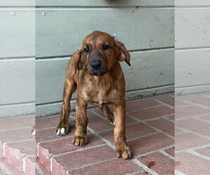 Mutt Dogs for adoption in Alturas, CA, USA