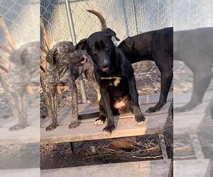 Medium Photo #1 Great Dane-Labrador Retriever Mix Puppy For Sale in BULLARD, TX, USA