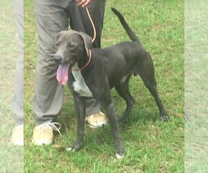 Unknown-Weimaraner Mix Dogs for adoption in Slidell, LA, USA