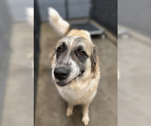 Great Pyrenees-Unknown Mix Dogs for adoption in Thomasville, NC, USA