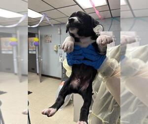 Mutt Dogs for adoption in Stockton, CA, USA