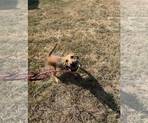 German Shepherd Dog-Unknown Mix Dogs for adoption in Corning, AR, USA