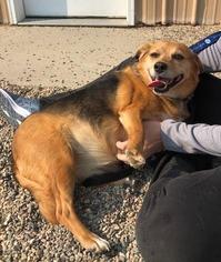 Meagle Dogs for adoption in Bemidji, MN, USA