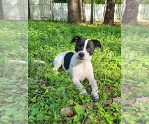 Jack Chi Dogs for adoption in Holly Springs, NC, USA
