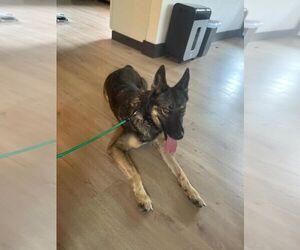 German Shepherd Dog Dogs for adoption in Plantation, FL, USA