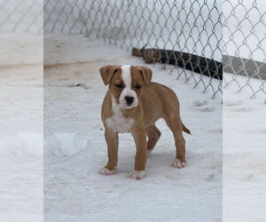 Mutt Dogs for adoption in Forest, VA, USA